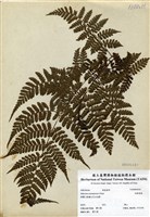 藏品(宿蹄蓋蕨)的圖片